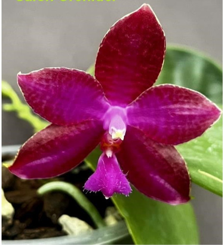 Fragrant phalaenopsis joy red - joy,