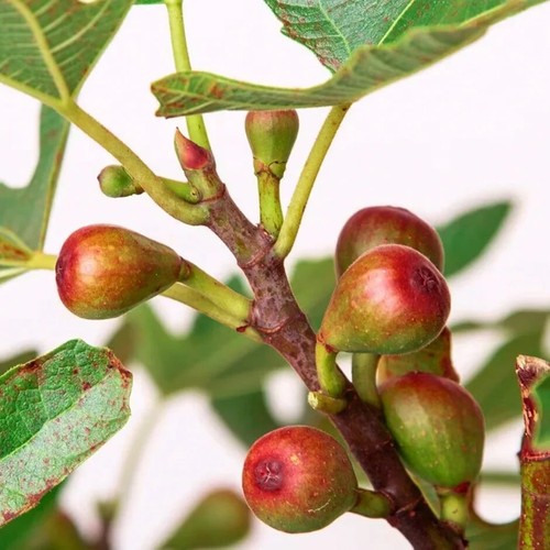 Ficus little miss figgy 2l - little, in