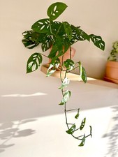 1 x LARGE Swiss Cheese /