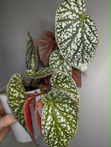 Begonia snow cap fresh - snow,