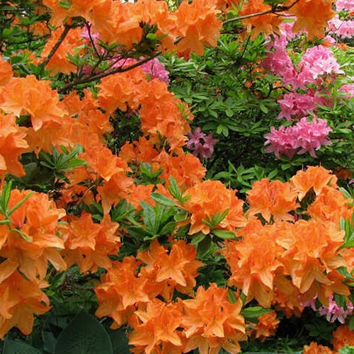 Orange azalea japanese - azalea,