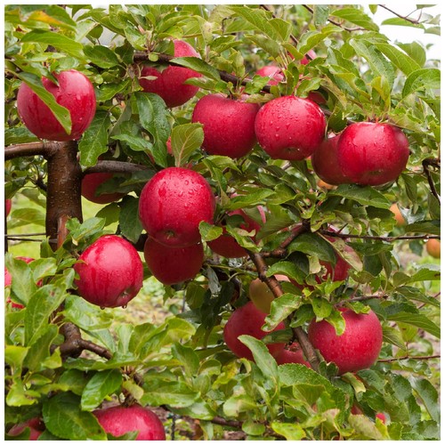 Dwarf patio katy apple - katy,