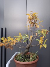 LARGE  Oak Bonsai Tree