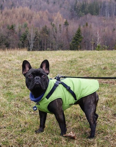Puppia mountaineer dog coat - puppia,