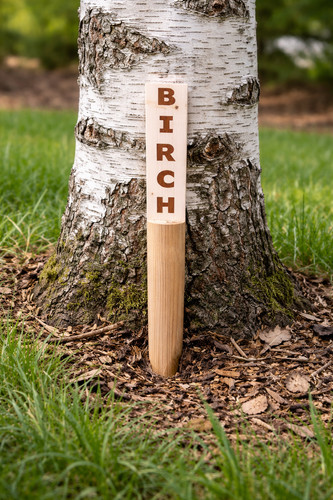 Wooden tree identification - tree,