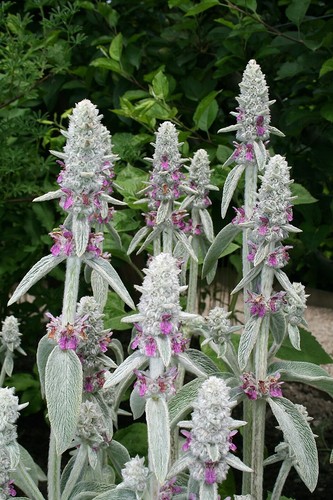 Stachys byzantina big - stachys,