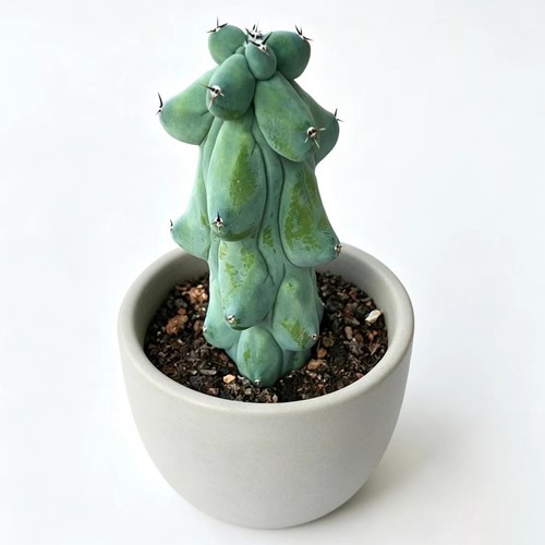 Boobie cactus live plant rare - boobie,