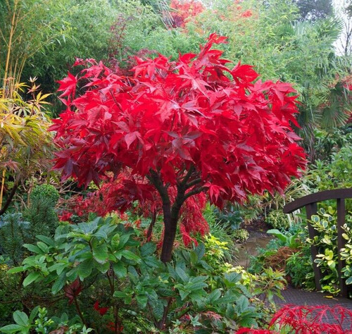 Acer tree osakazuki japanese - acer,
