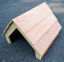 Animal Shelter Tortoise