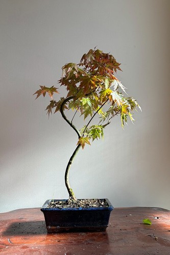 Japanese maple bonsai tree - japanese,