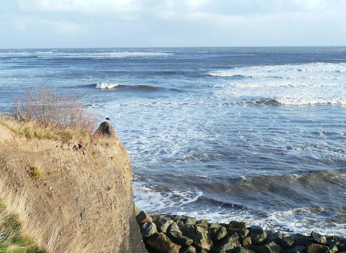 Photo 6x4 seagull a - seagull, on