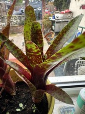 VERY LARGE BROMELIAD