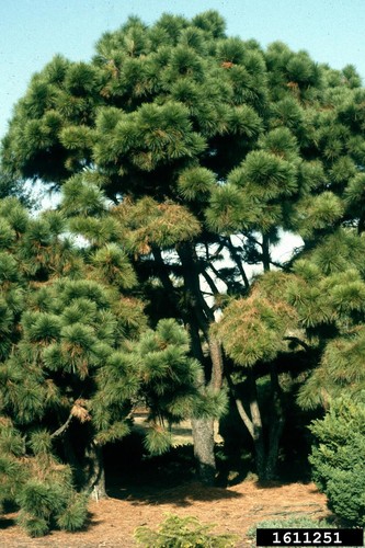 Pitch loblolly pine tree pinus - pine,