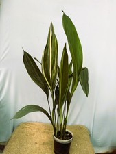 EXACT PLANT 22.9.6 Variegated Elatior Aspidistra