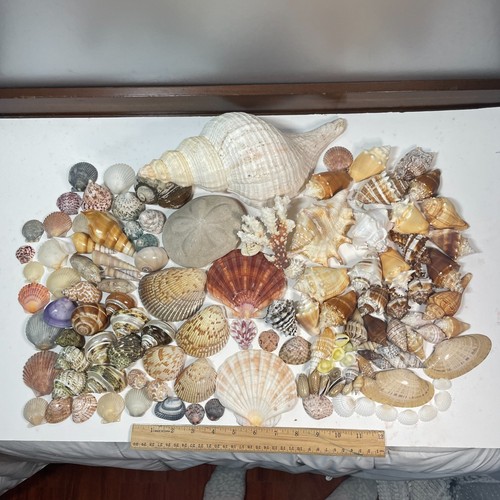 Lot 117 seashell coastal - 117,