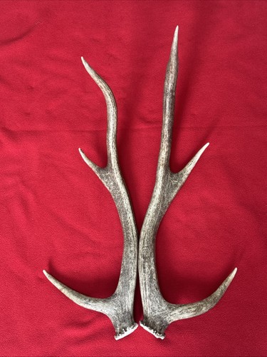 Pair red deer antlers 477g - of,