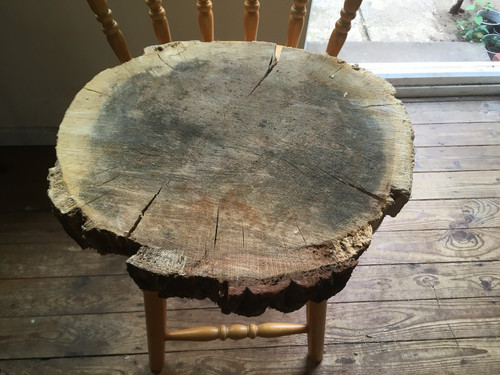 Oak wood tree log - , section