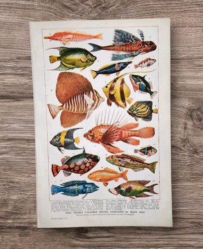 Antique 1930s tropical - 1930s,