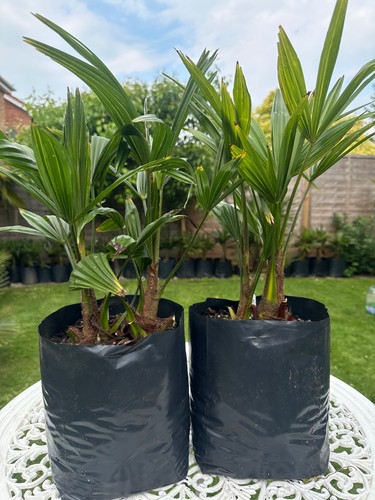 Trachycarpus fortunei bulgaria - fortunei,