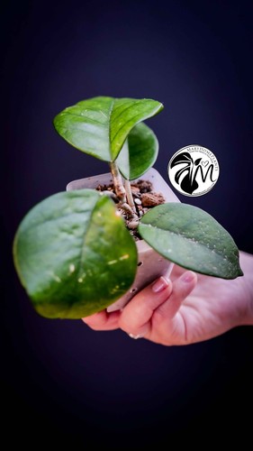 Hoya motoskei full plant - full,