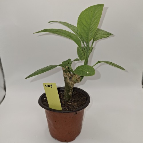 Brugmansia yellow angel - brugmansia,