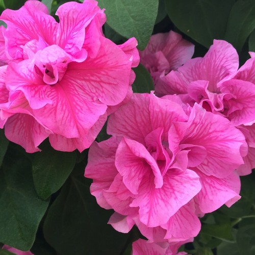 Double pink petunia - pink, seeds