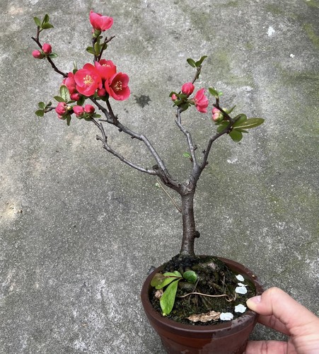 Japanese chaenomeles bonsai - chaenomeles,
