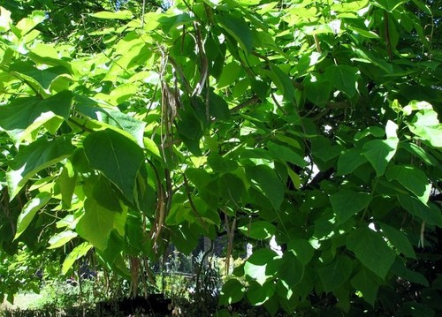 Photo 6x4 chinese catalpa tree - photo,