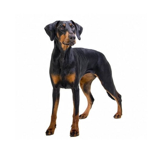 Doberman dog pet - dog,