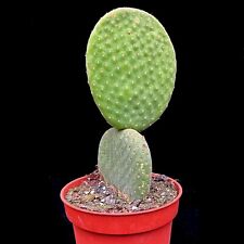 Opuntia Inermis Microdasys spineless Prickly Pear Cacti in 8 cm pot