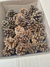 50 Pine Cones (40-50mm) Fir