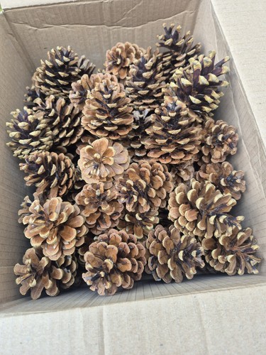 Pine cones fir - cones,