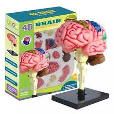 Color-Coded Human Brain Model