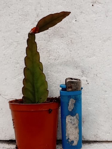 Epiphyllum rhipsalis eliptica - rhipsalis,