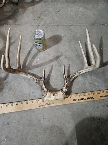 Wide wild point - wild, whitetail