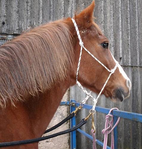 Easy does bitless bridle - easy-does-it,