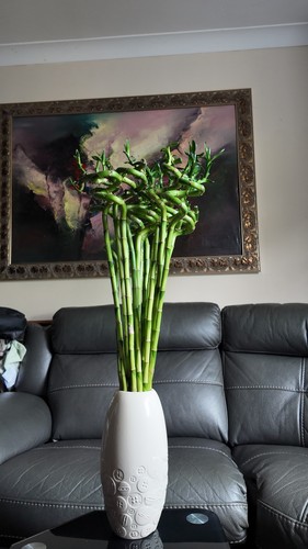 Lucky bamboo spiral stems - bamboo,