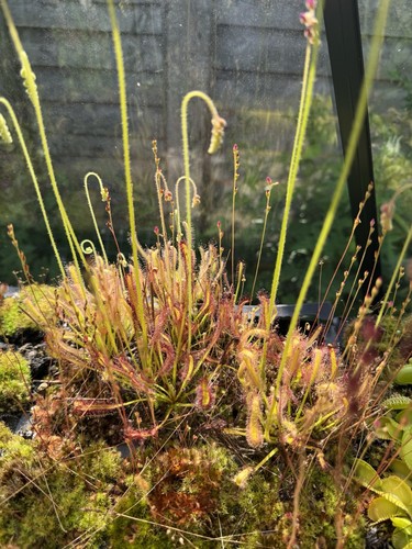 Drosera capensis cape sundew - capensis,
