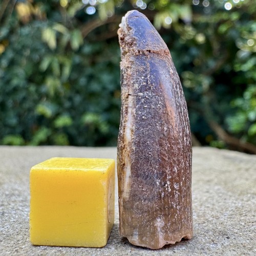 Genuine rebbachisaurus - genuine,