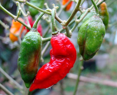 Ghost pepper - , (bhut