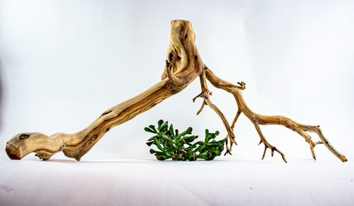 Manzanita aquarium driftwood - manzanita,