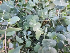 Eucalyptus cinerea 'Silver Dollar'