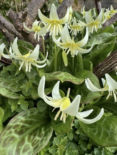 Erythronium oregonum x10 seeds - x10,