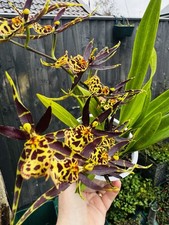 Brassia hybrid Orchid, FRAGRANT -  IN FLOWER