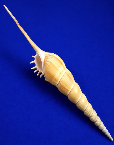 Tibia fusus spider shell - tibia,