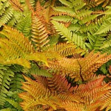 Autumn Fern Plant Plugs
