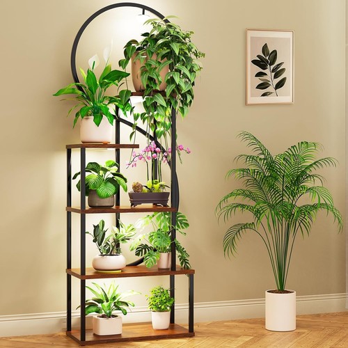 Fooing indoor plant - plant, with