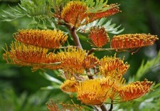 Australian Silver Oak - Southern Silky oak - Grevillea robusta - 20+ Seeds W 125