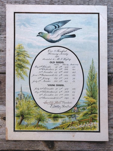 Antique 1901 pigeon racing - antique,