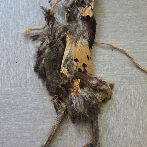 Pheasant feet - pheasant,